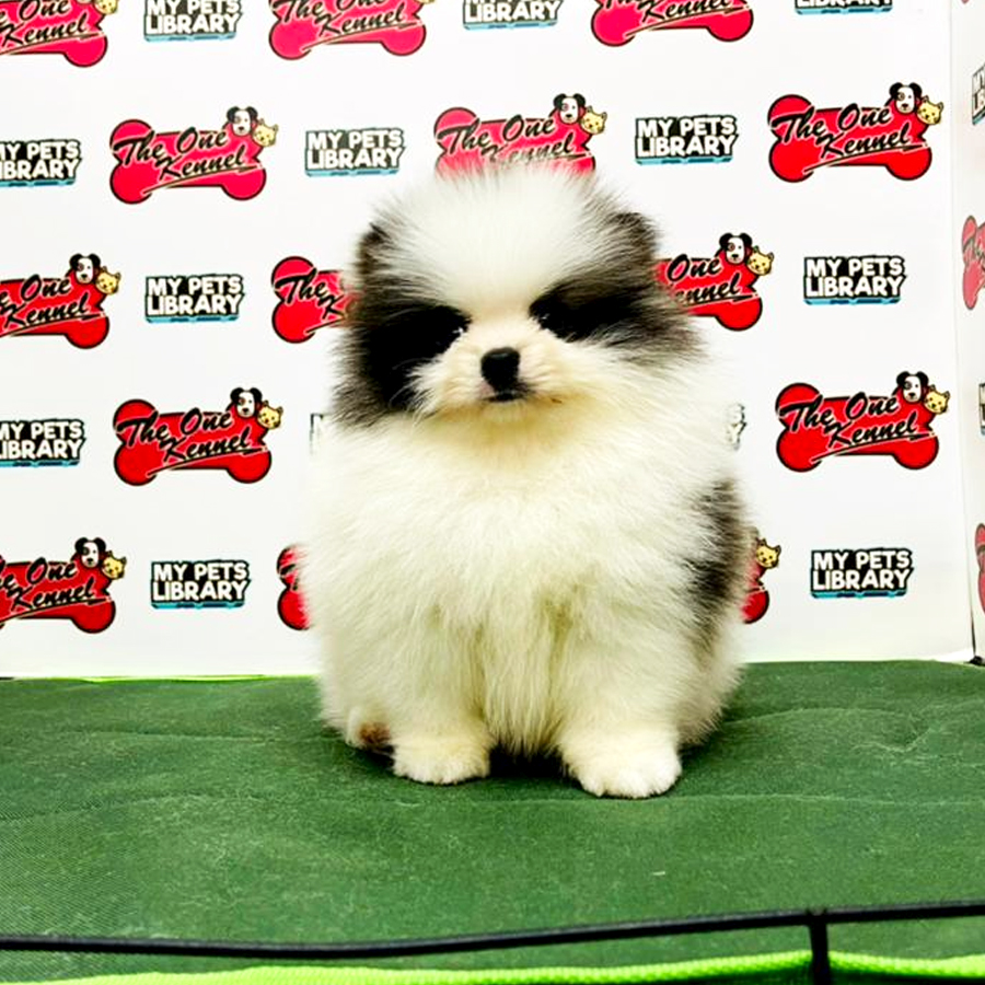 MKA Pomeranian Puppy (Male) For Sale