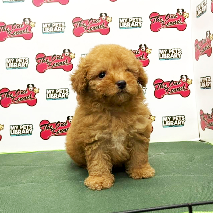 Toy Poodle Puppy (Female) For Sale