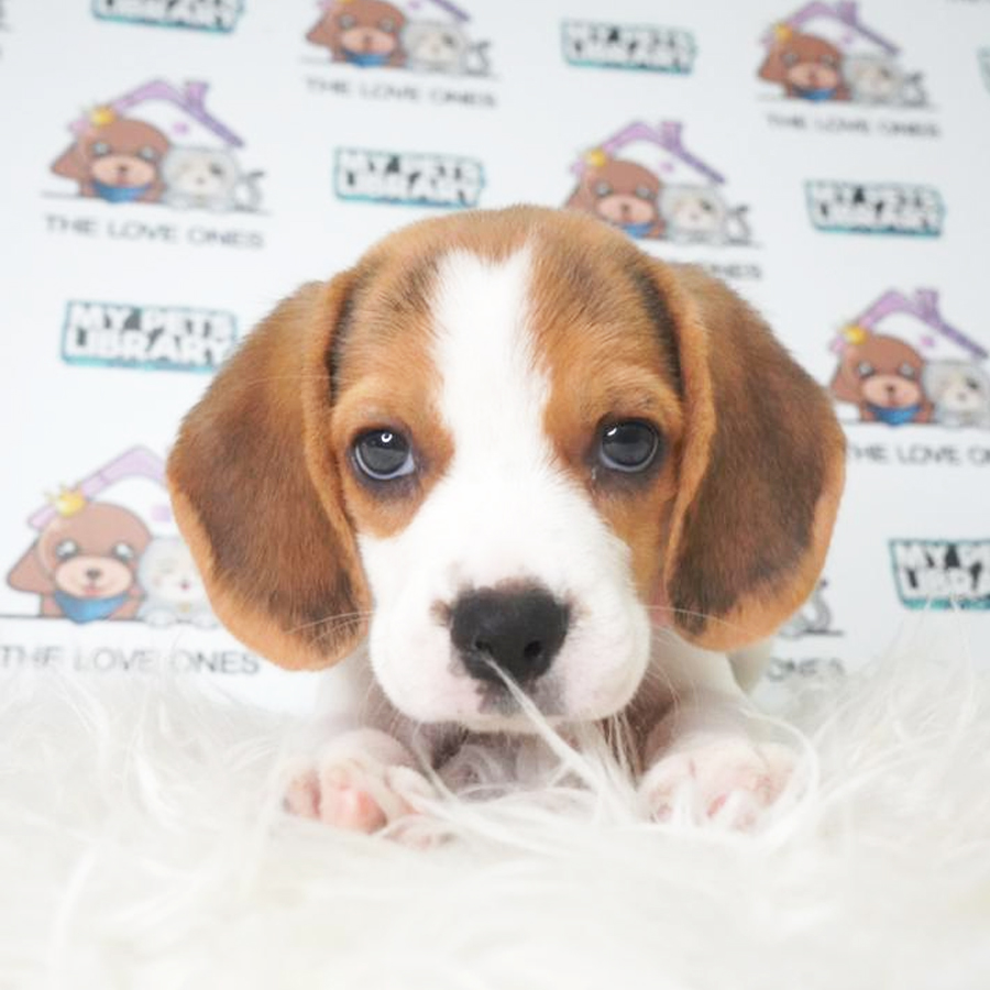 Beagle Puppy (Female) For Sale