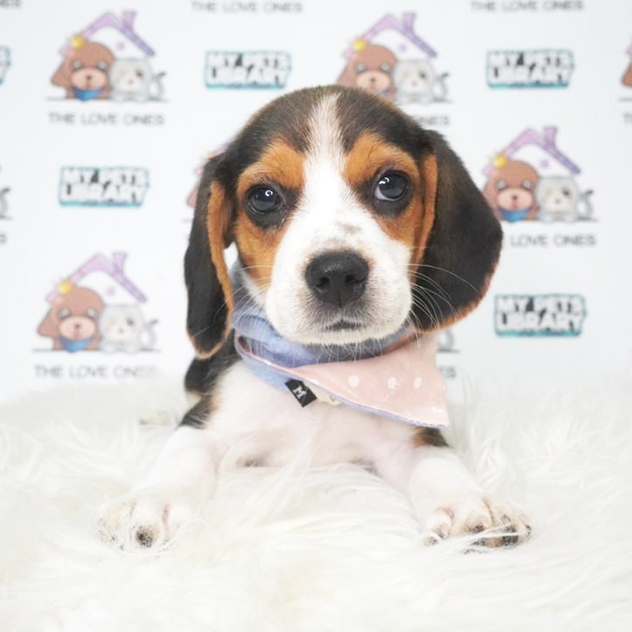 Beagle Puppy (Female) For Sale