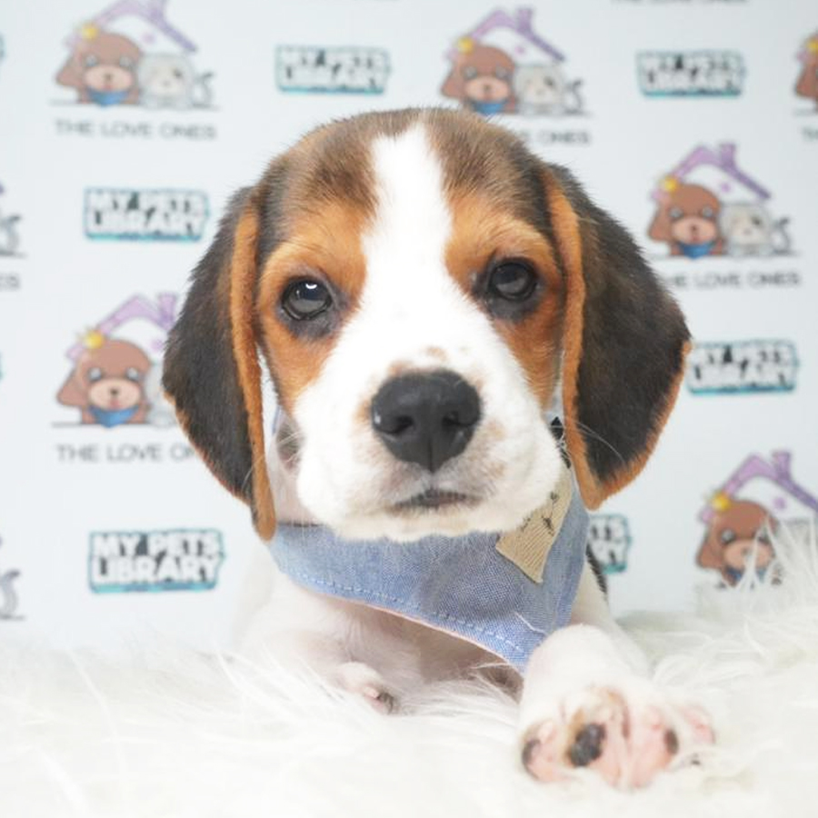 Beagle Puppy (Male) For Sale