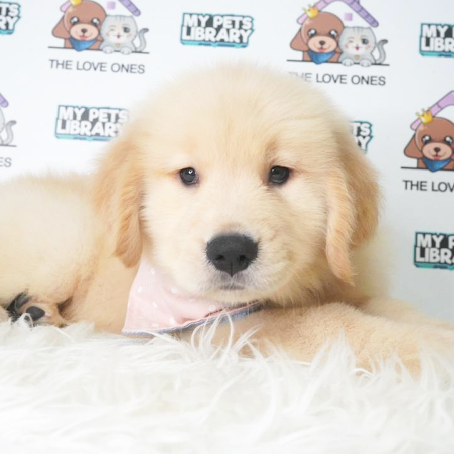 Golden Retriever Puppy (Female) For Sale