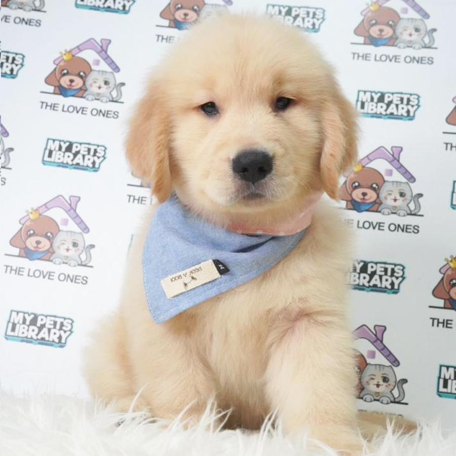 MKA Golden Retriever Puppy (Male) For Sale