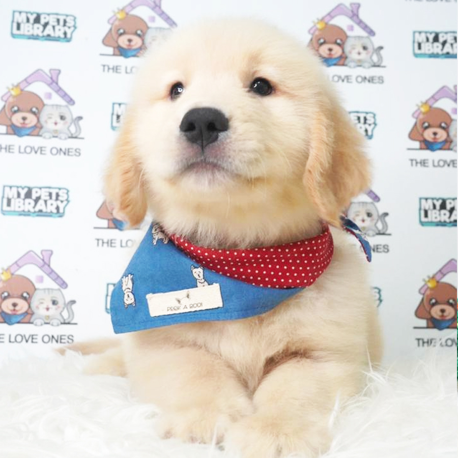 Golden Retriever Puppy (Male) For Sale