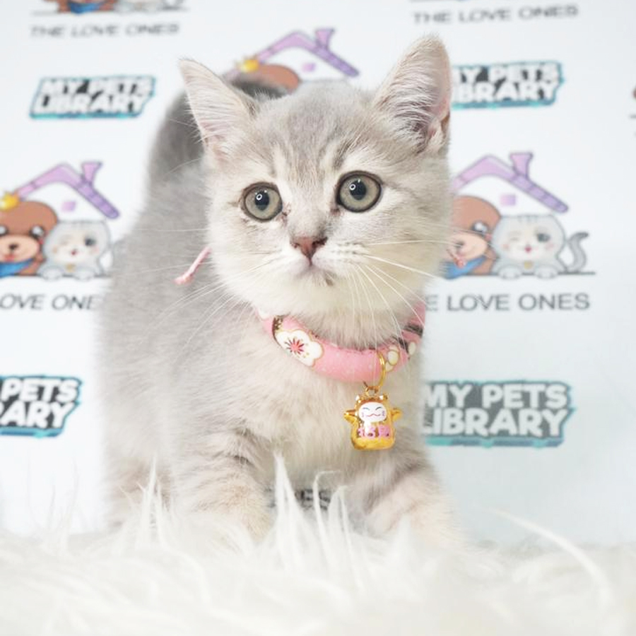 Bently Mur Birtish Shorthair Kitten (Female) For Sale