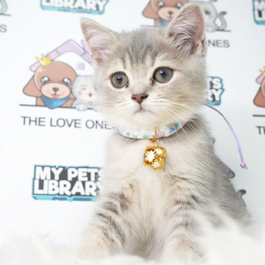 Bently Mur Birtish Shorthair Kitten (Female) For Sale