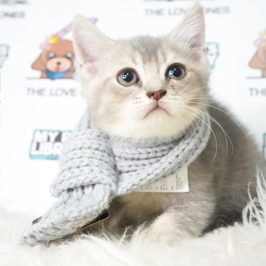 Bently Mur Birtish Shorthair Kitten (Male) For Sale