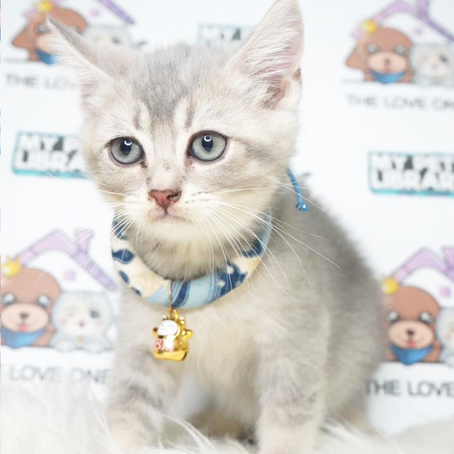 Bently Mur Birtish Shorthair Kitten (Male) For Sale