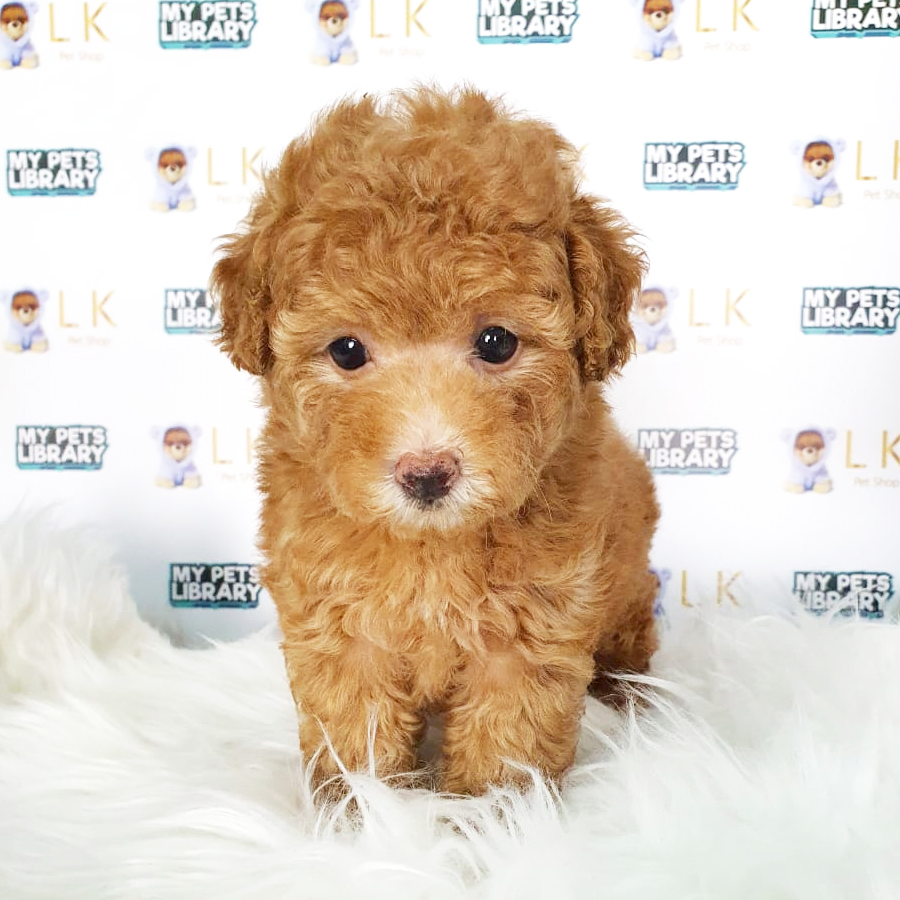 Toy Poodle Puppy (Female) For Sale