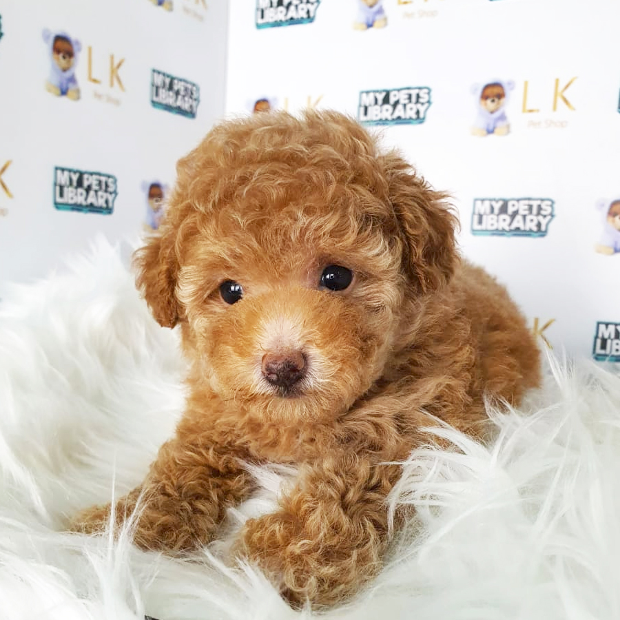 Toy Poodle Puppy (Female) For Sale