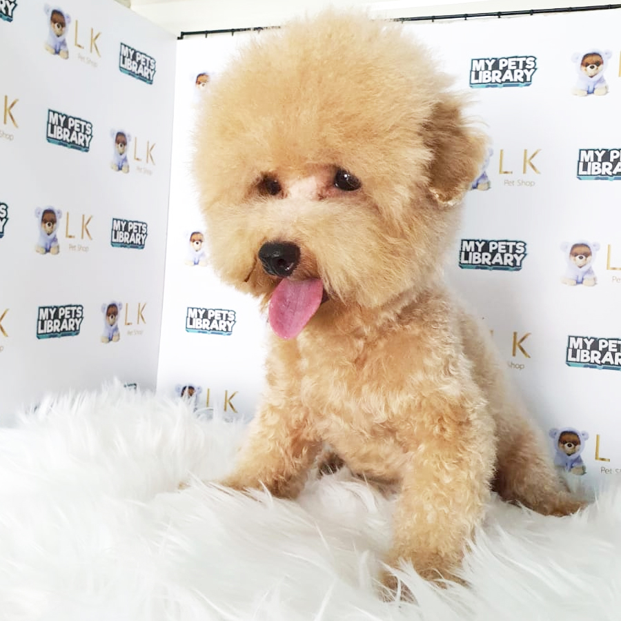 Toy Poodle Puppy (Male) For Sale