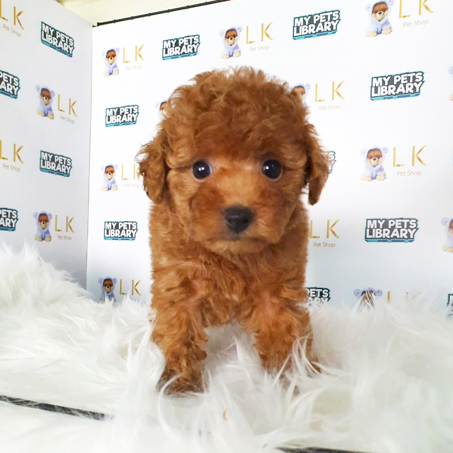 Toy Poodle Puppy (Female) For Sale