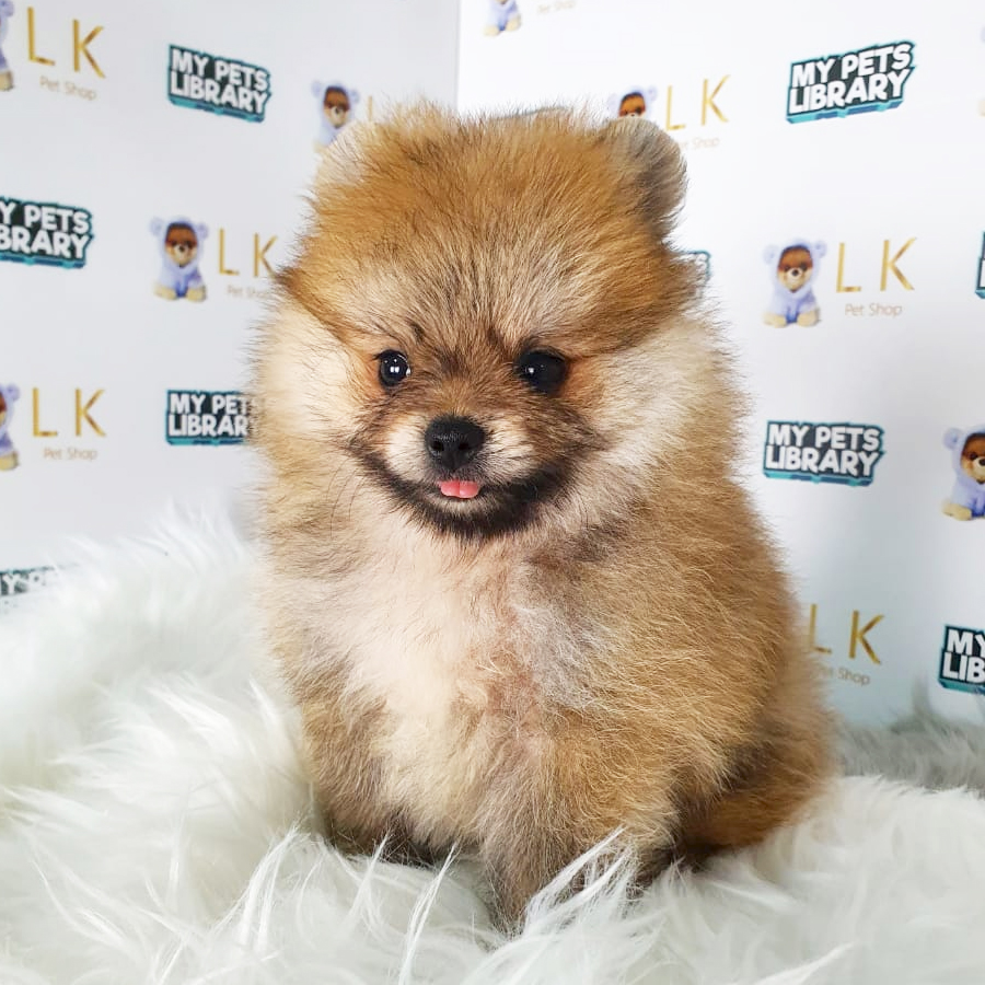 Pomeranian Puppy (Female) For Sale