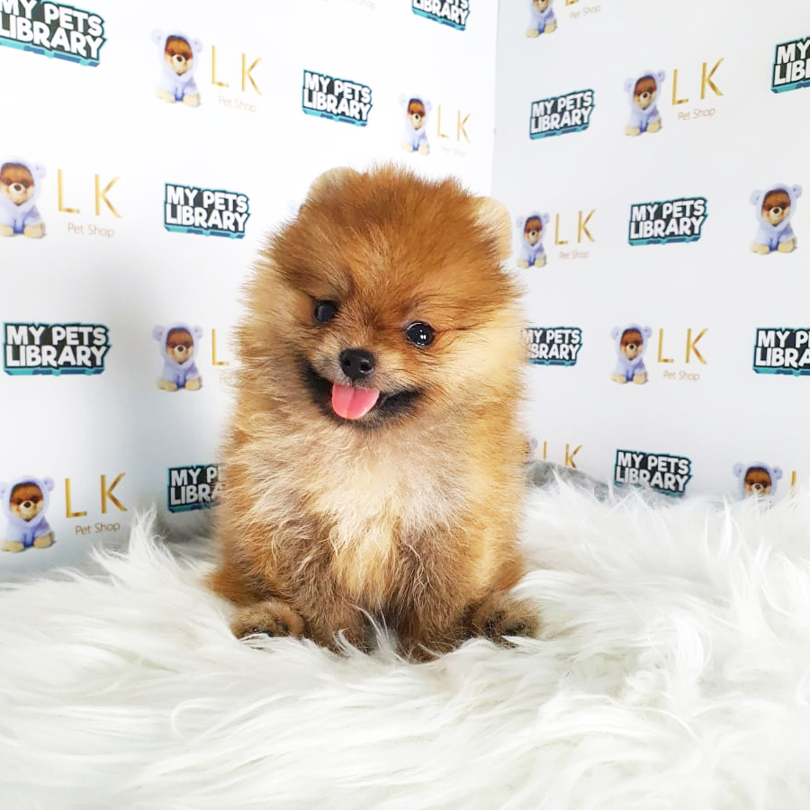 Pomeranian Puppy (Female) For Sale