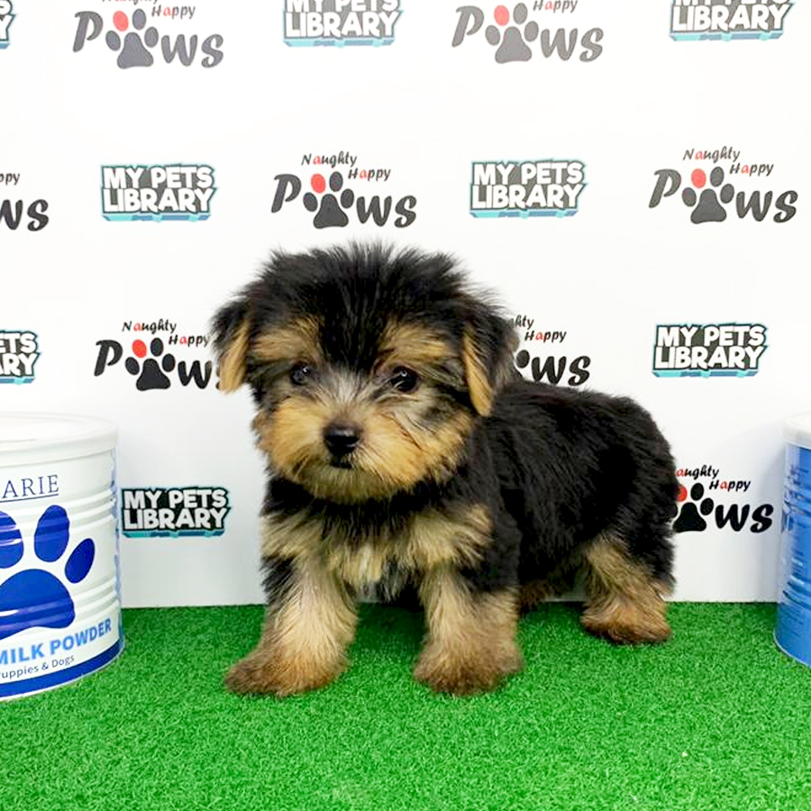 Yorkshire Terrier Puppy (Female) For Sale