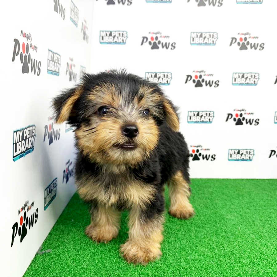 Yorkshire Terrier Puppy (Male) For Sale