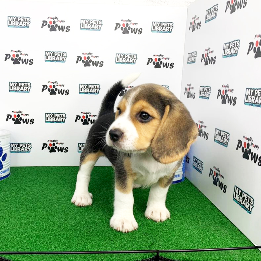 Beagle Puppy (Female) For Sale