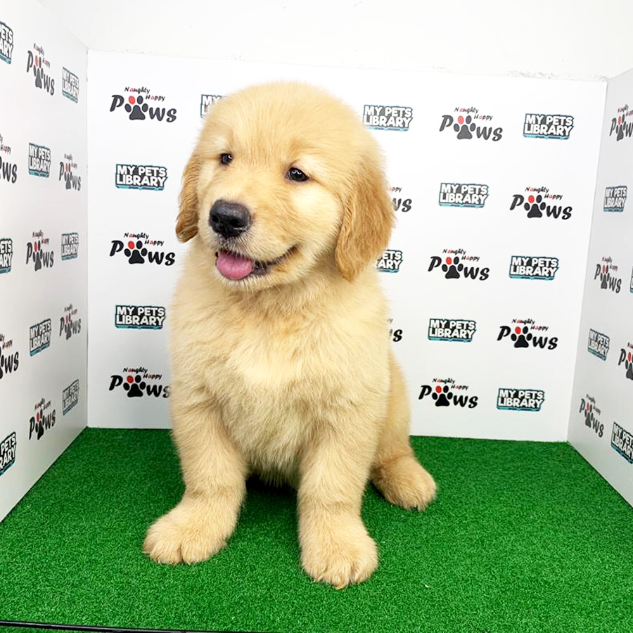 Golden Retriever Puppy (Male) For Sale