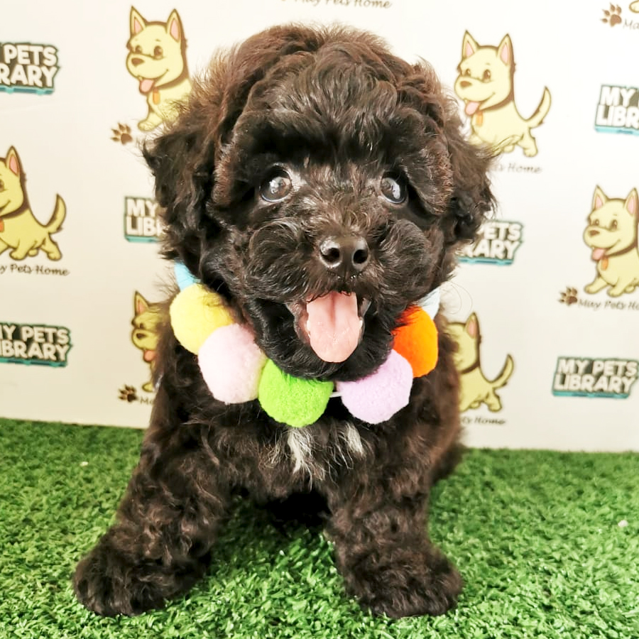 Shihpoo Puppy (Male) For Sale