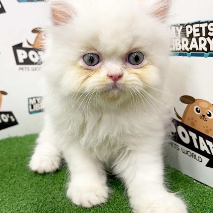 Persian Kitten (Male) For Sale