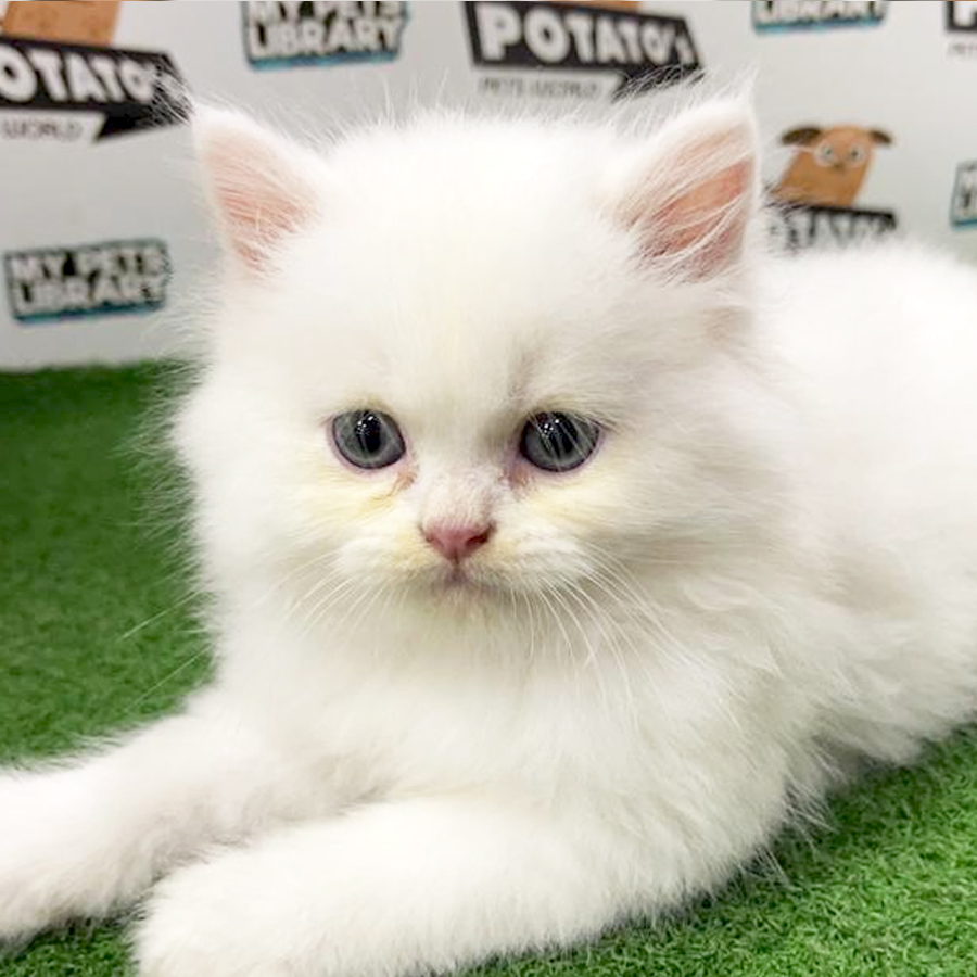 Persian Kitten (Male) For Sale