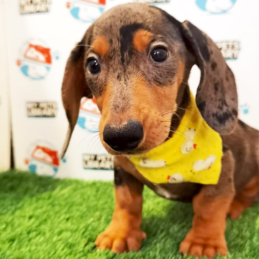 Dachshund Puppy (Male) For Sale