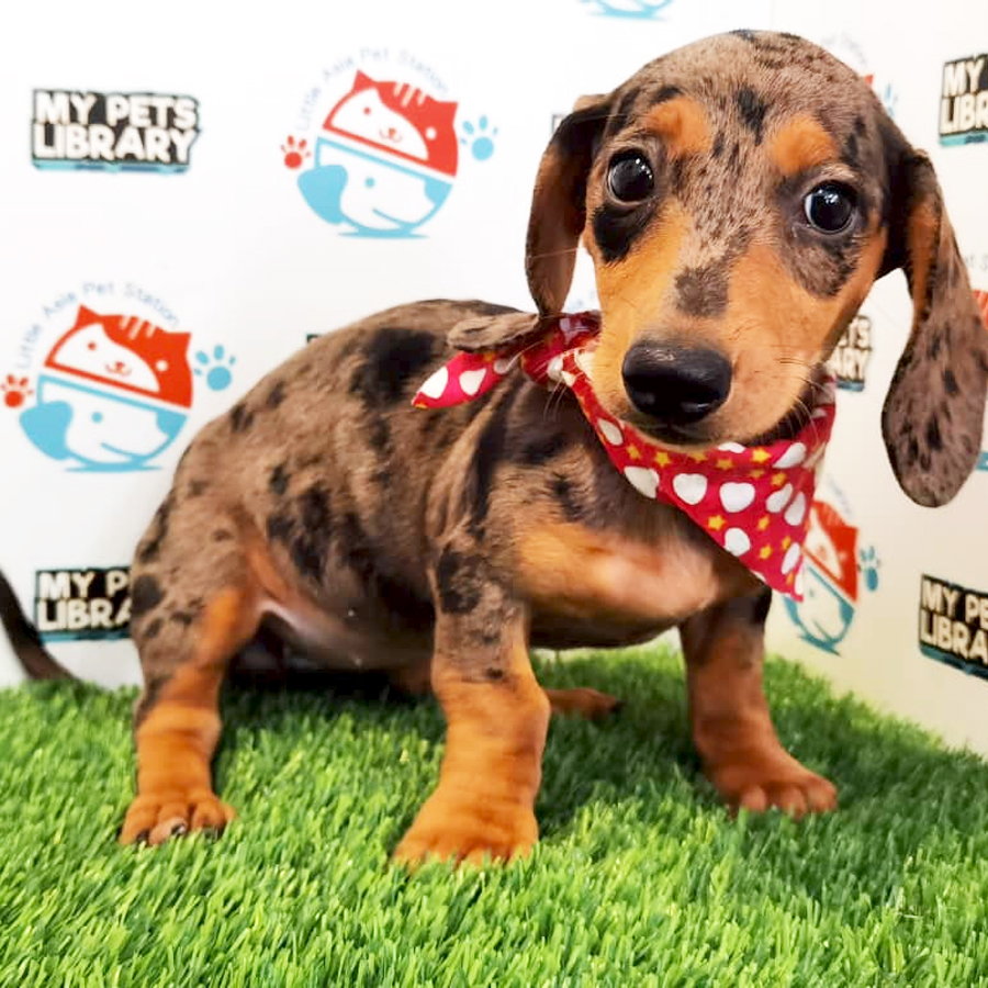 Dachshund Puppy (Female) For Sale