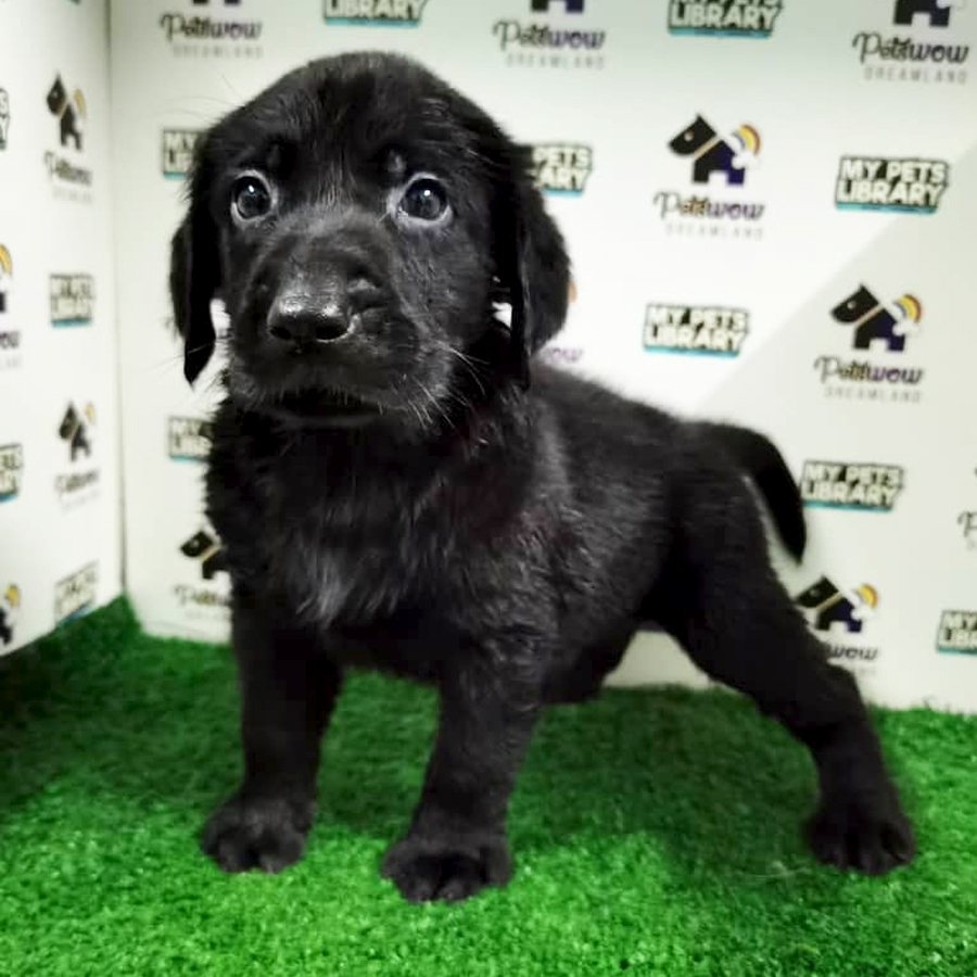 MKA Labrador Puppy (Male) For Sale