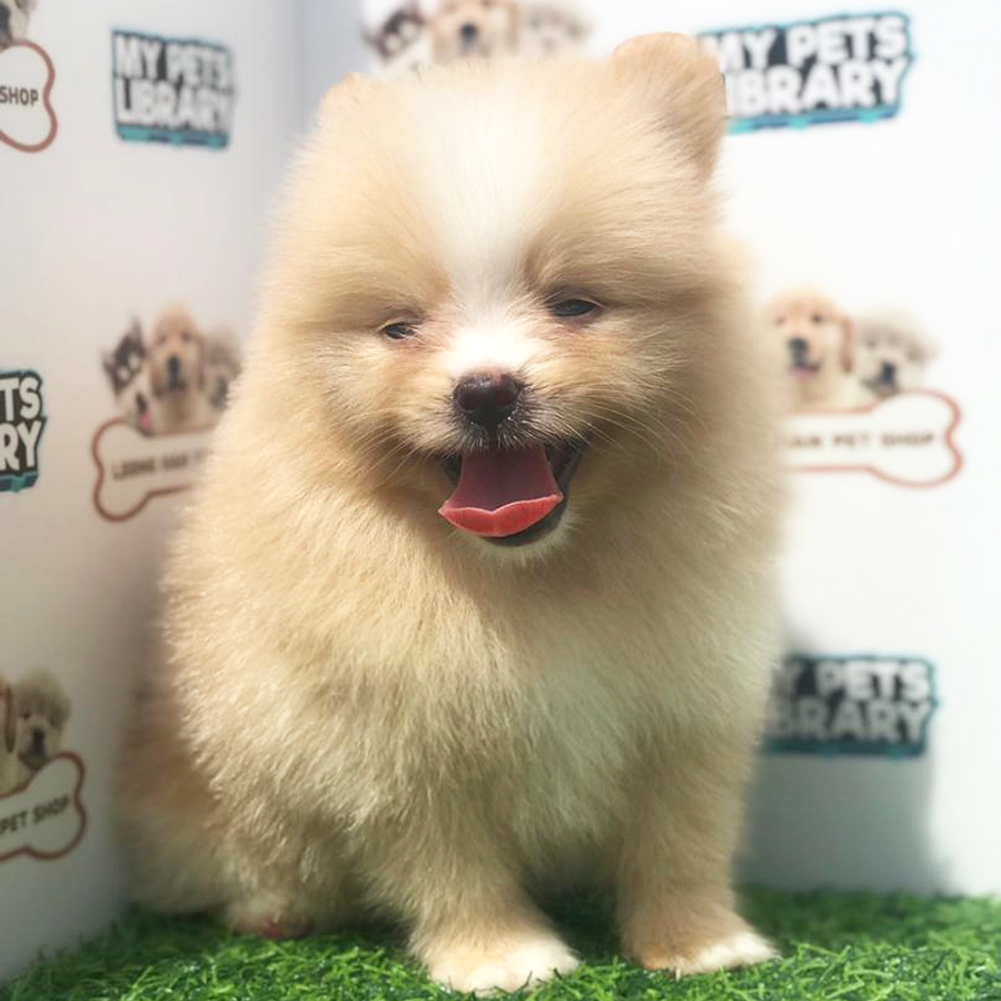 Pomeranian Puppy (Male) For Sale
