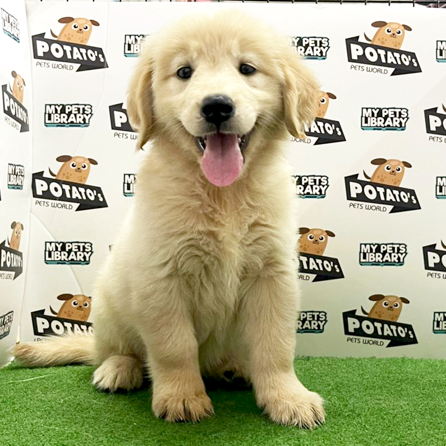 Golden Retriever Puppy (Female) For Sale