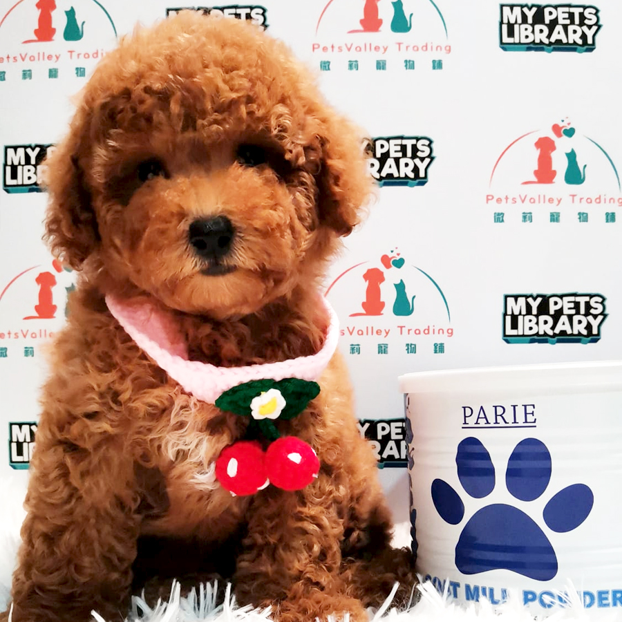 Toy Poodle Puppy (Female) For Sale