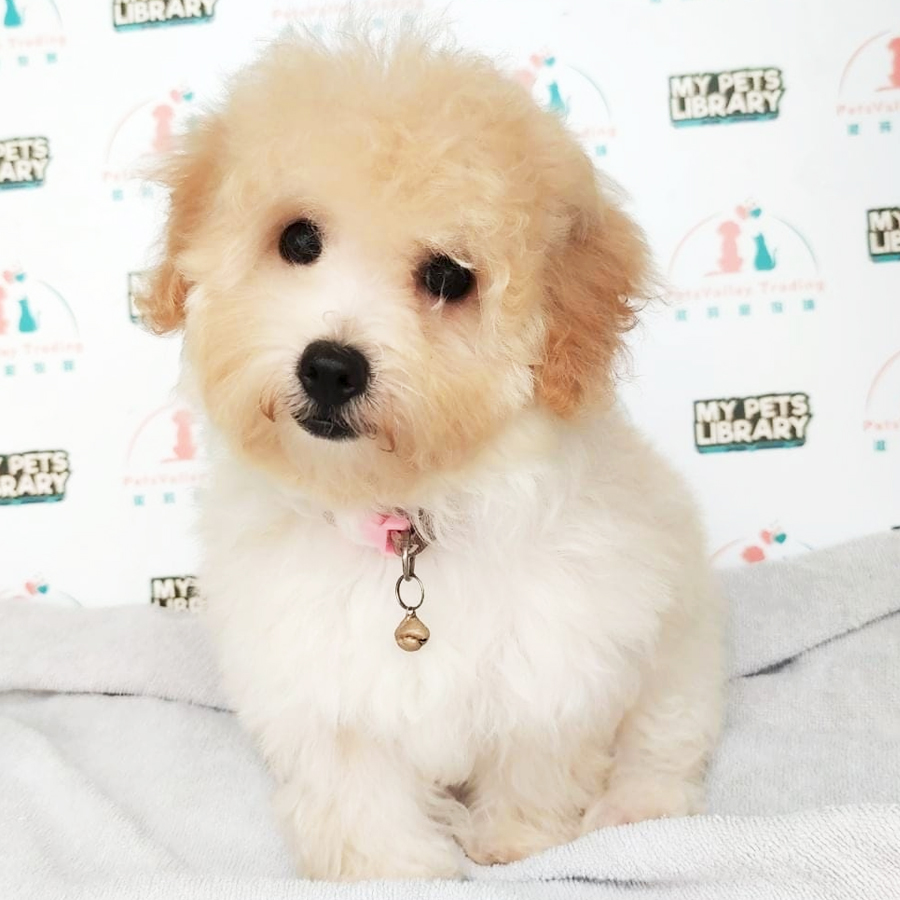 Maltipoo Puppy (Female) For Sale