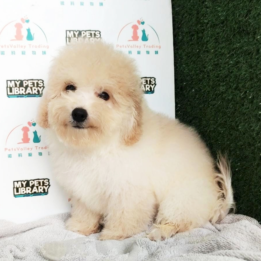 Maltipoo Puppy (Male) For Sale