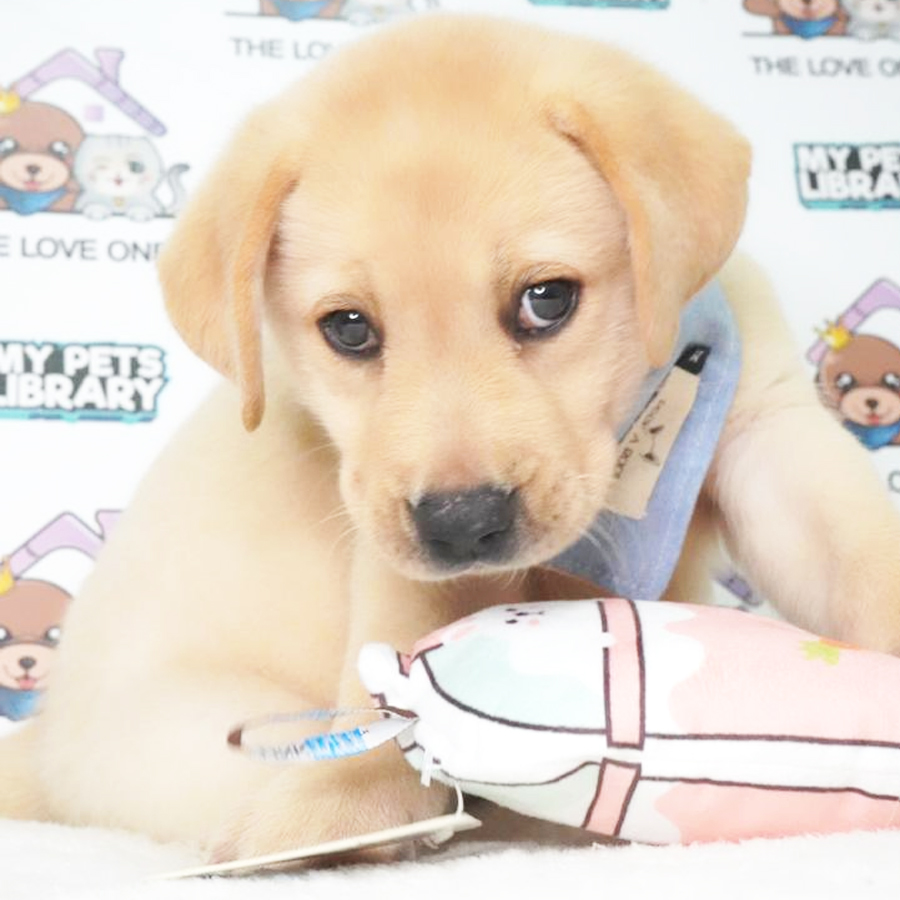 Labrador Retriever Puppy (Male) For Sale