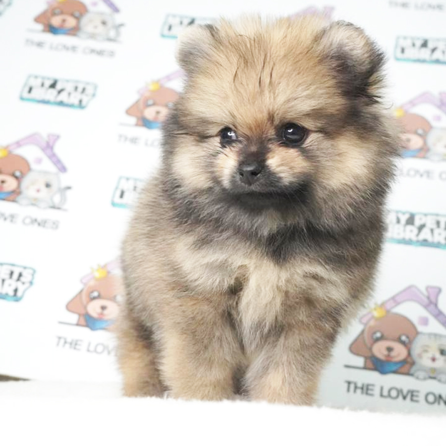 Pomeranian Puppy (Female) For Sale