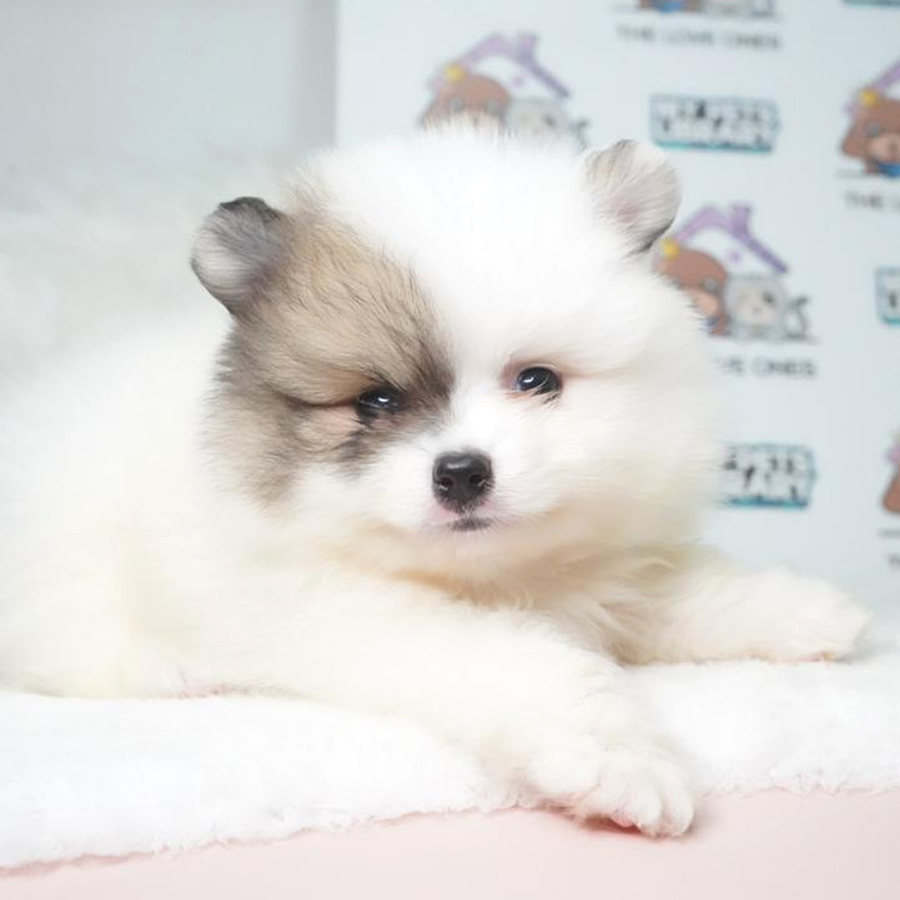 Tiny Pomeranian Puppy (Male) For Sale