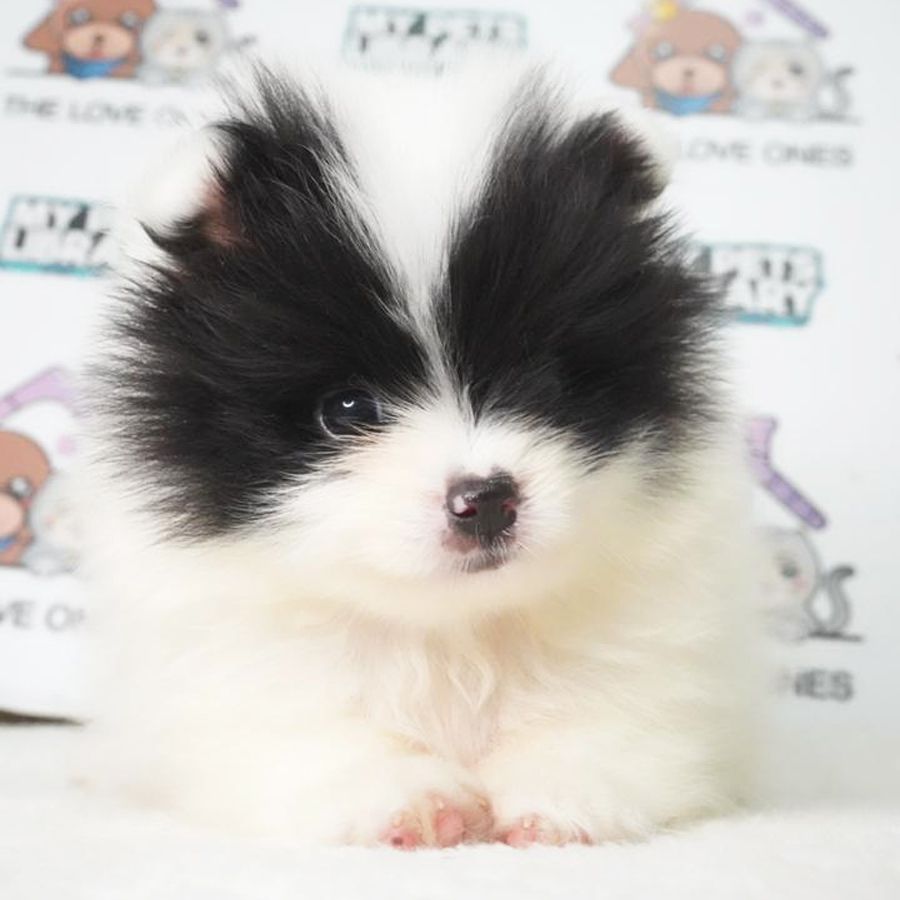 Tiny Pomeranian Puppy (Male) For Sale