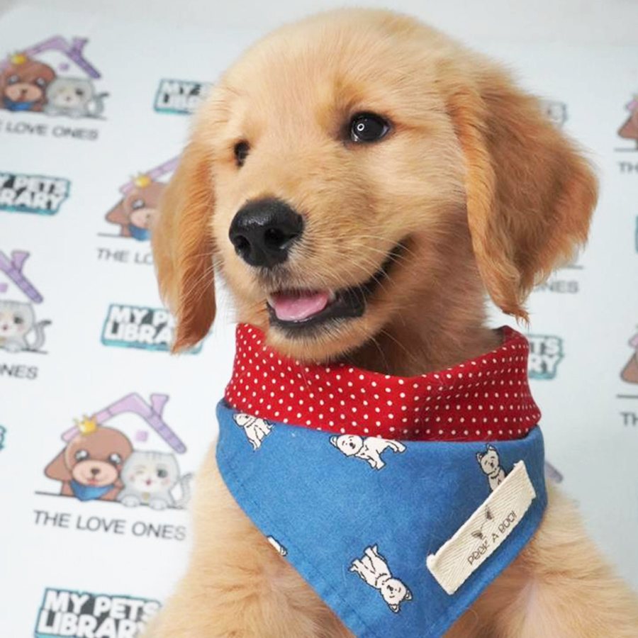 MKA Golden Retriever Puppy (Male) For Sale
