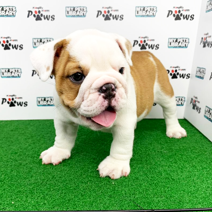 English Bulldog Puppy (Male) For Sale