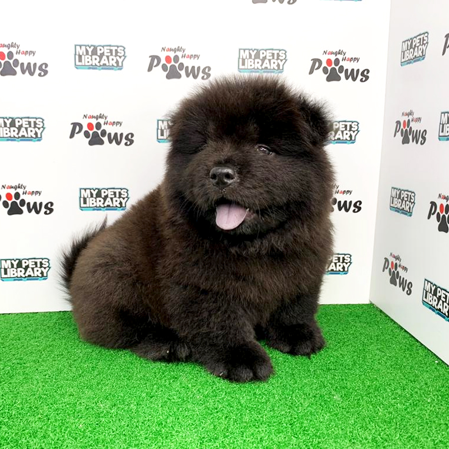 Chow Chow Puppy (Male) For Sale