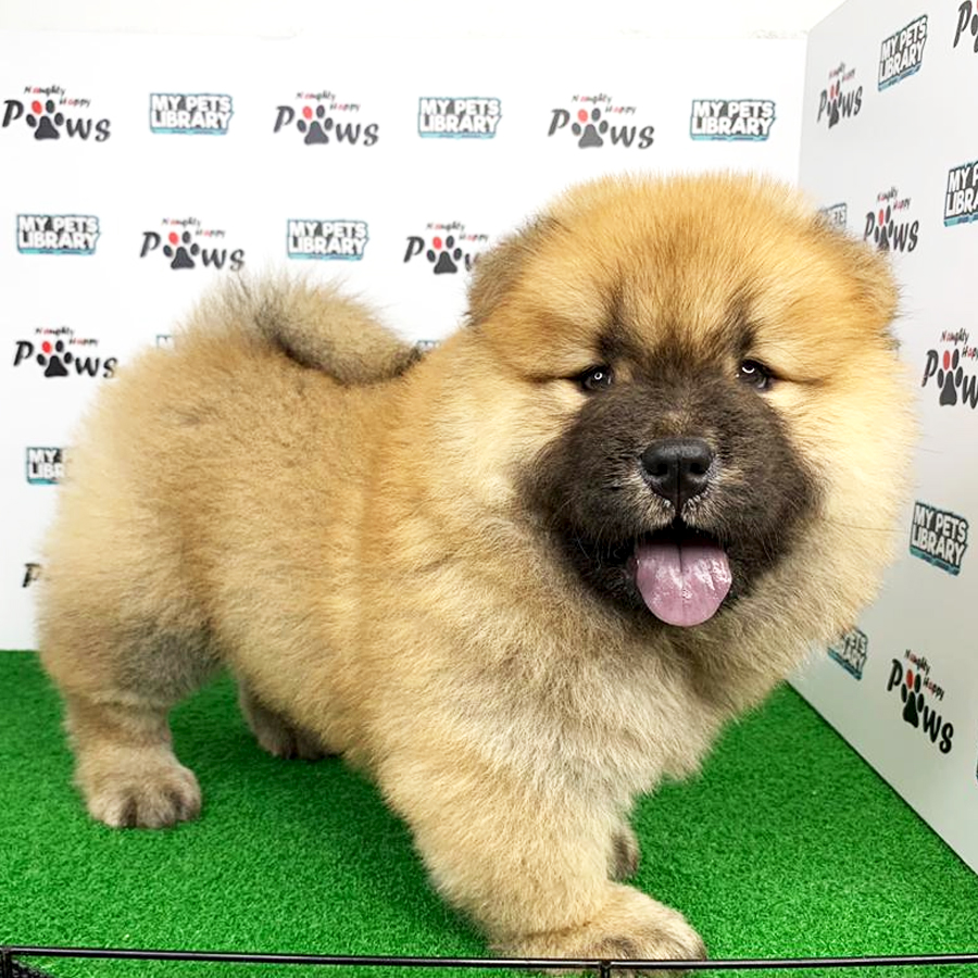 Chow Chow Puppy (Female) For Sale