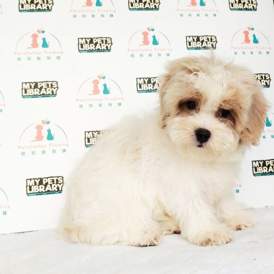 Maltipoo Puppy (Male) For Sale