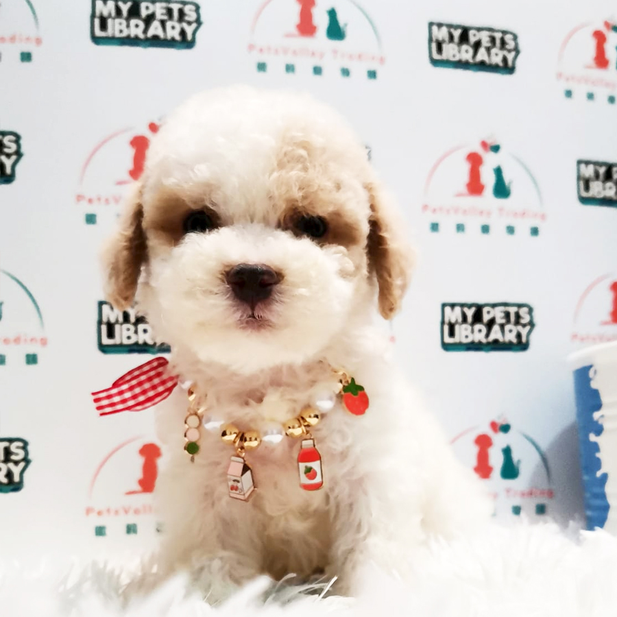 Toy Poodle Puppy (Male) For Sale