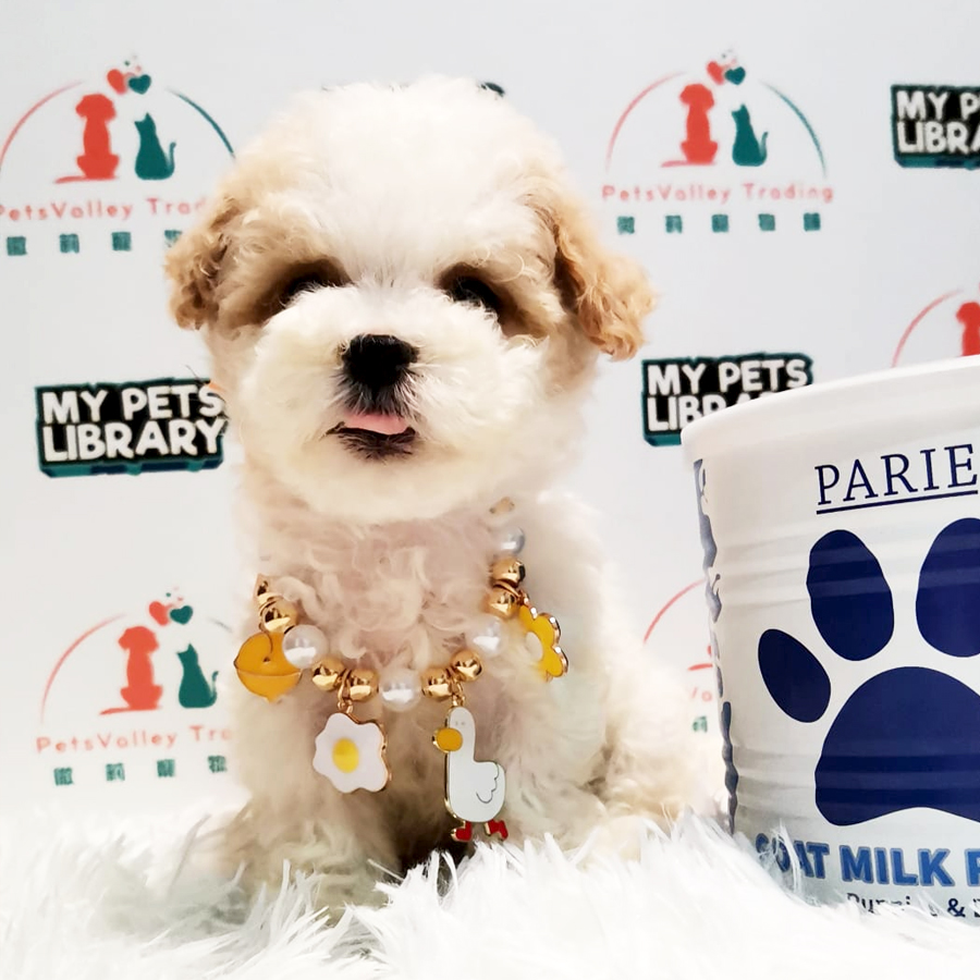 Toy Poodle Puppy (Female) For Sale