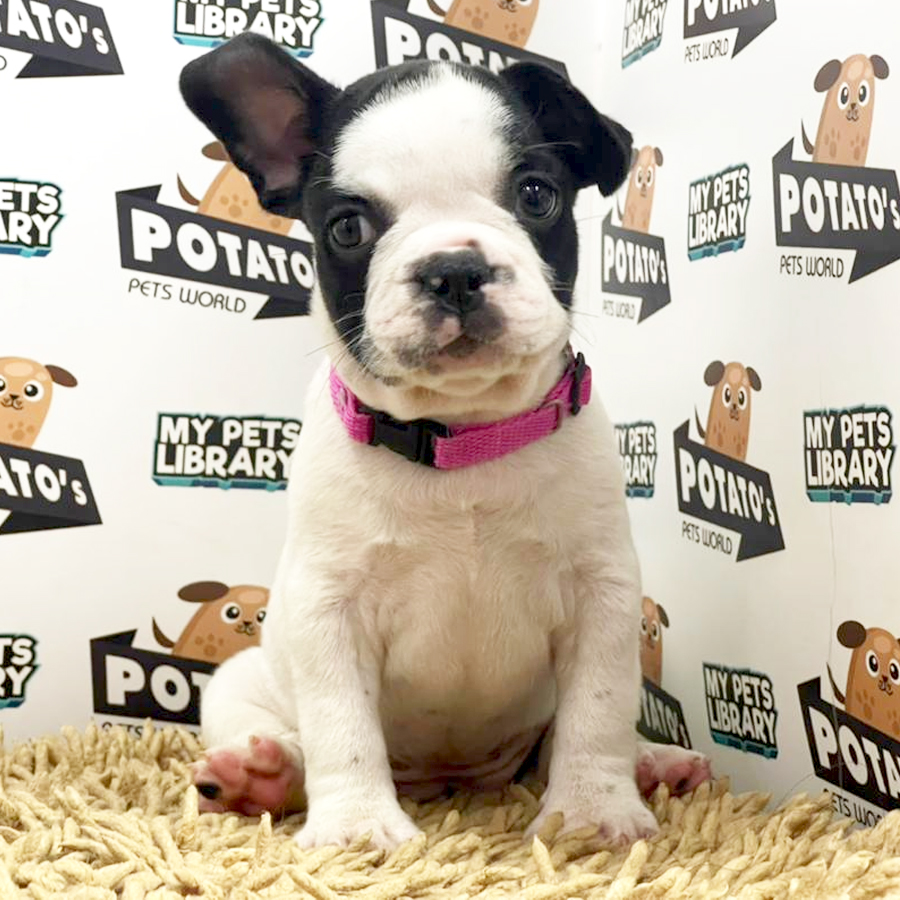 French Bulldog Puppy (Female) For Sale