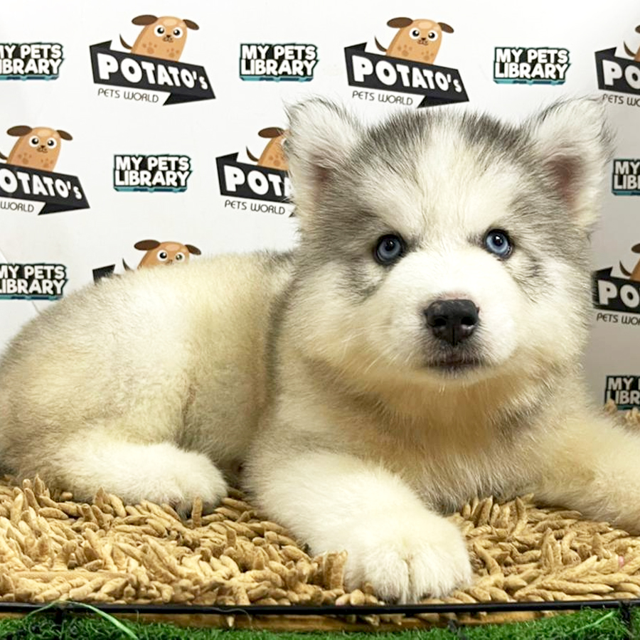 Wooly Husky Puppy (Male) For Sale