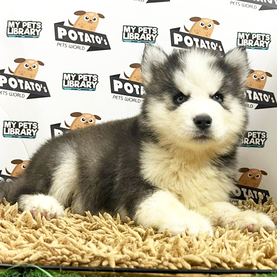 Wooly Husky Puppy (Male) For Sale