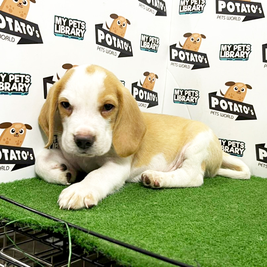 Beagle Puppy (Male) For Sale