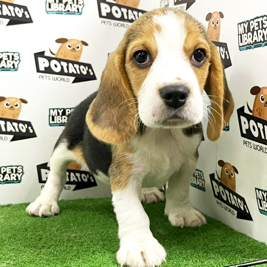 Beagle Puppy (Female) For Sale