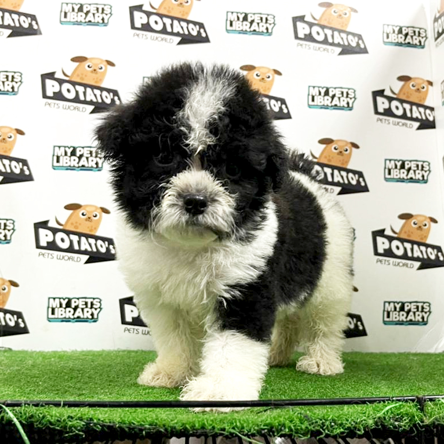 Shihpoo Puppy (Female) For Sale